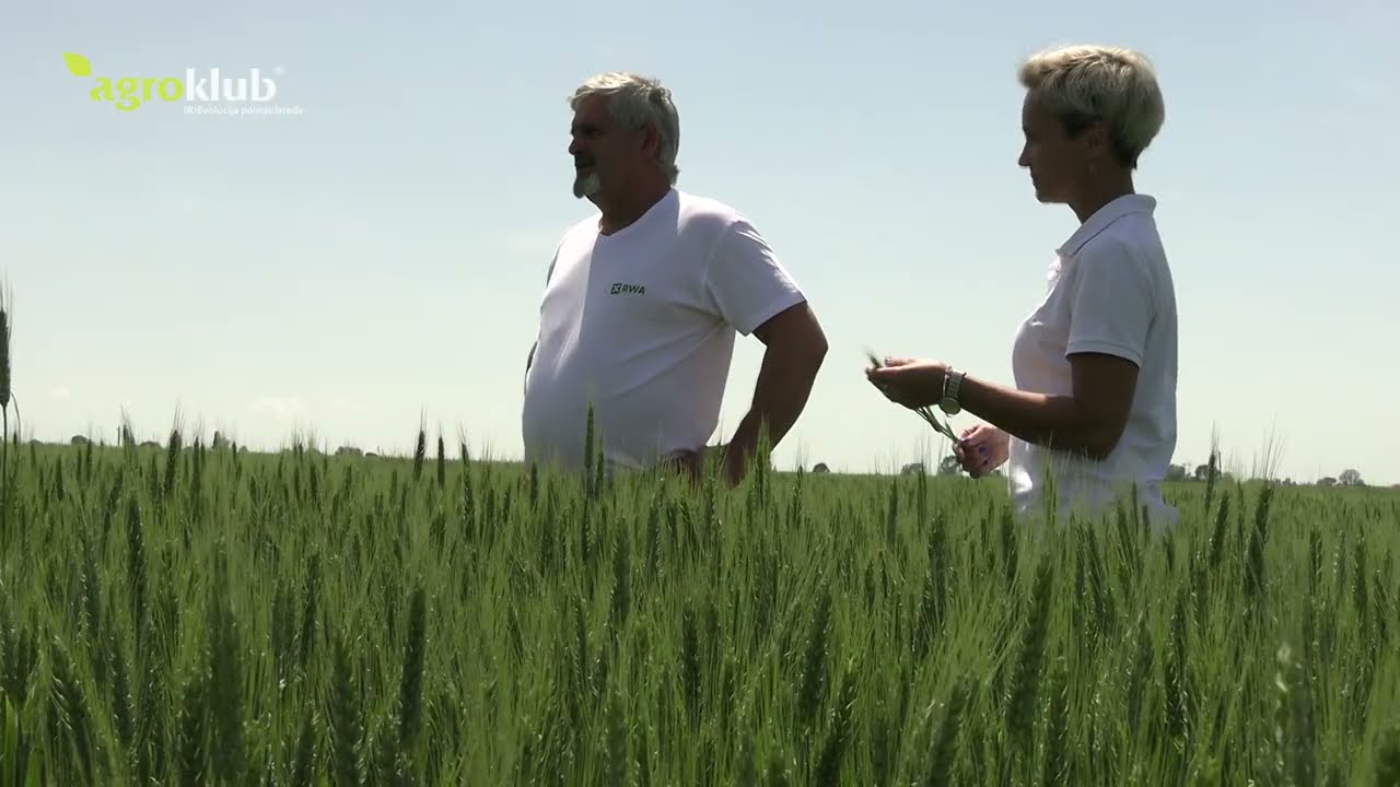 Sorte p&scaron;enice koje manje oboljevaju
