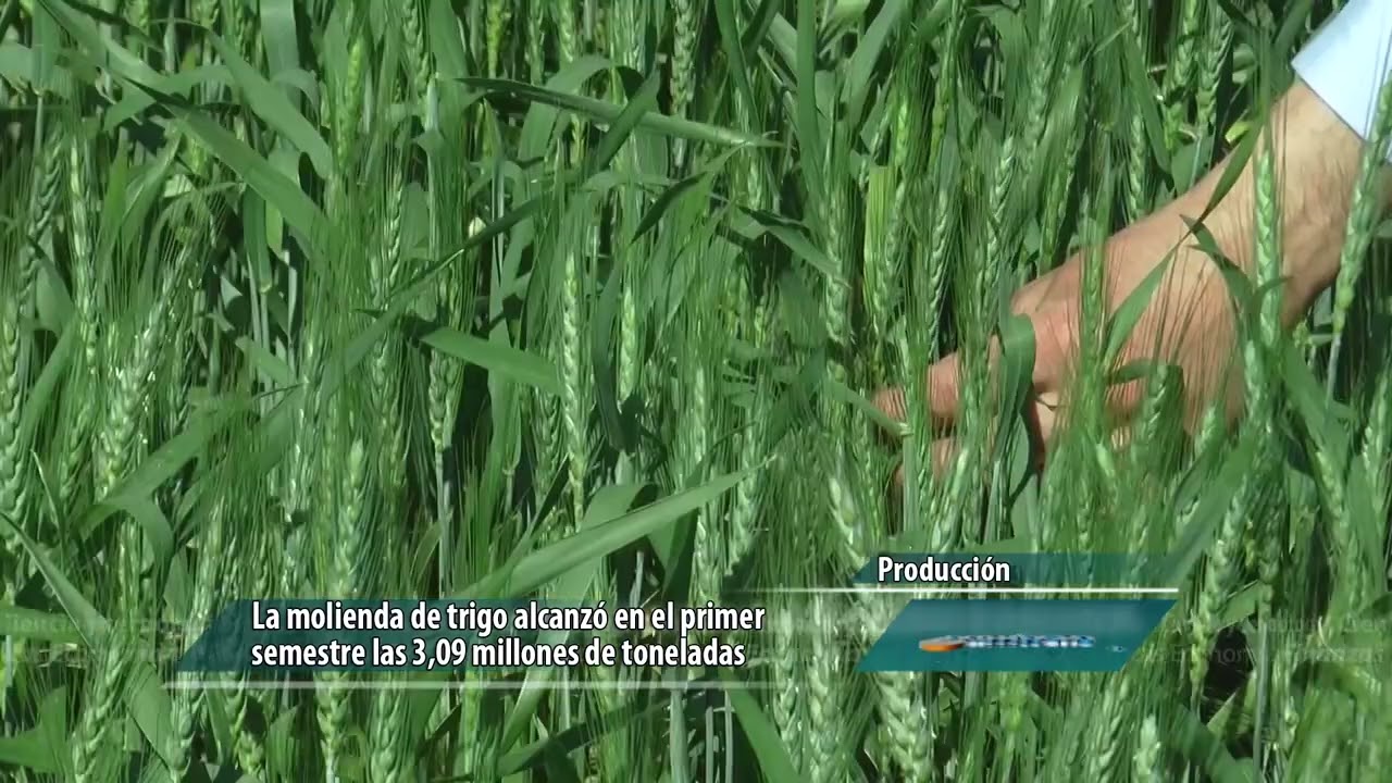 Aument&oacute; la molienda de trigo