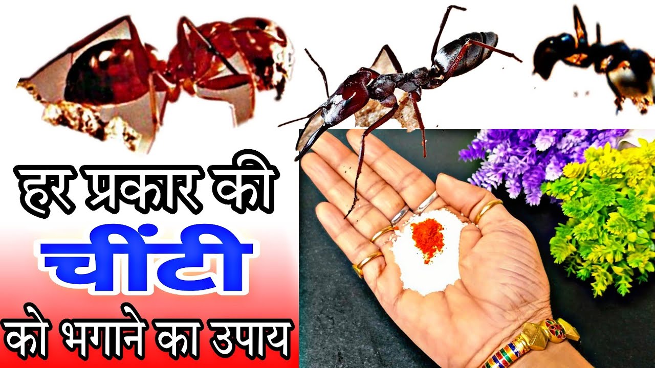 सभी तरह की चींटी/ चींटियों को भगाने का असरदार घरेलू उपाय एकदम नेचुरल तरीका । How to get rid of ants