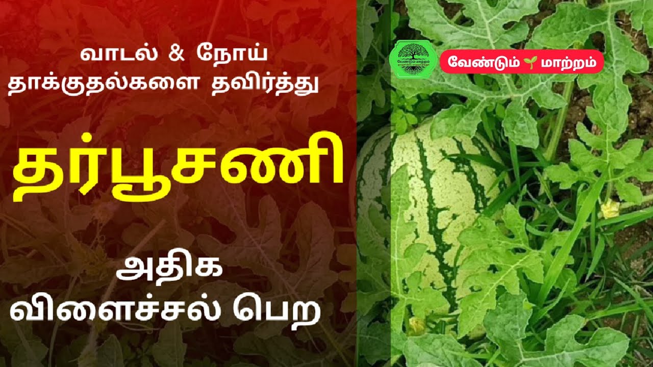 வாடல் & நோய் தாக்குதல்களை தவிர்த்து 