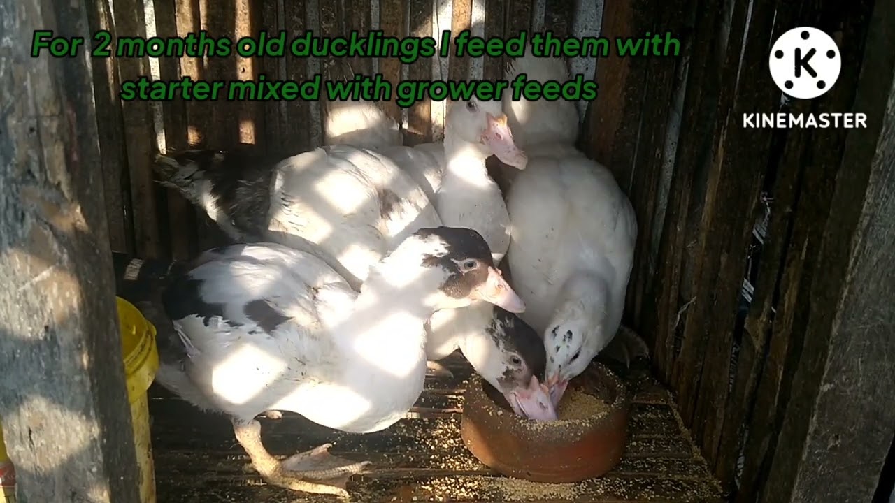 From ducklings to matured muscovy ducks/ Proper feeding guide.