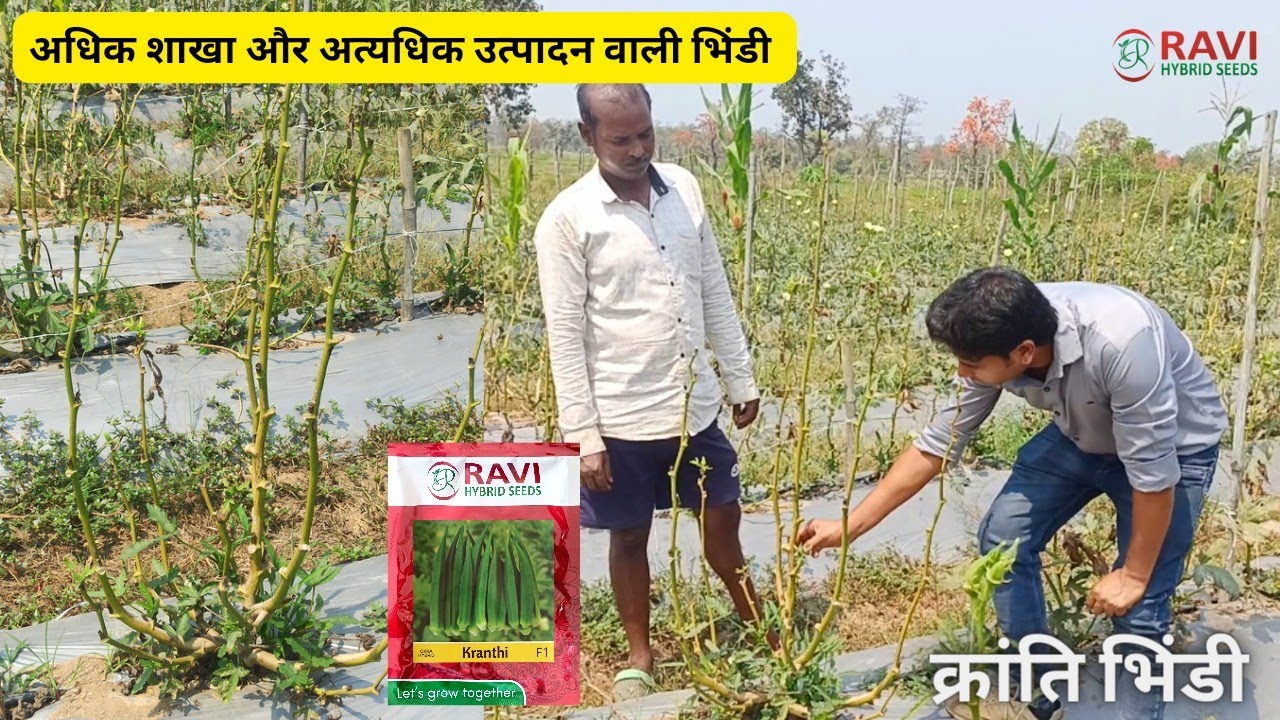 Kranti Okra | Ravi Hybrid Seeds | Karan Gupta | AGRI india