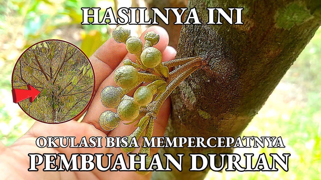 Tidak dilakukan okulasi pun Durian bisa berbuah