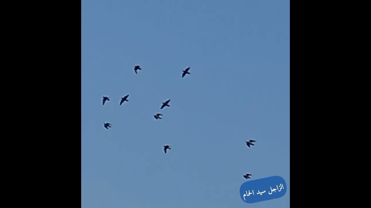 طيران الزاجل وقت التماسى