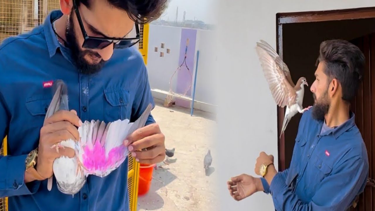Aseel kabutar ko khol KY urda dya or hand tamed kabutar ko bhr nikal dya 😳😳