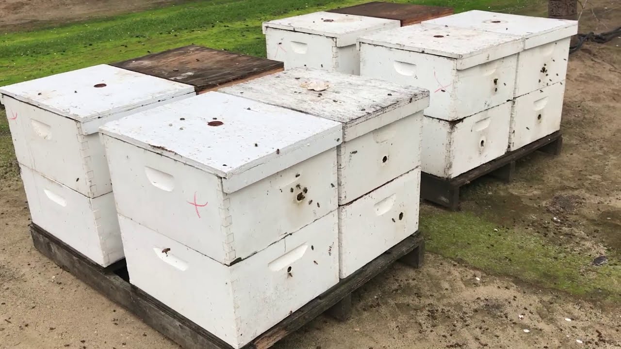 Grower discusses honeybee pollination during almond bloom