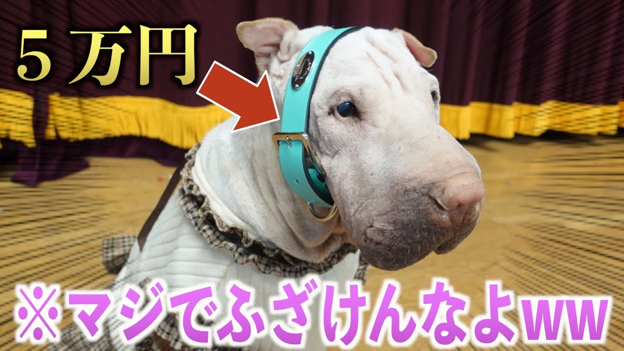 犬にティファニーの首輪を買ってあげたらとんでもない反応だった！