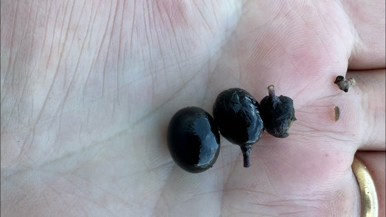 Neem Fruit Taste Test