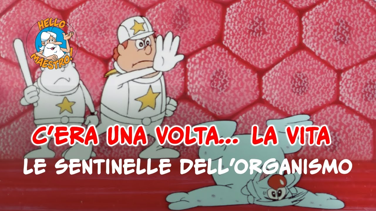 Siamo fatti così... la vita 🌱- Sentinelle dell'organismo 🧘
