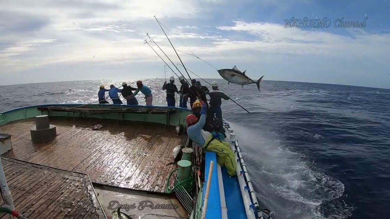 ‼️Don't let your guard down if you've eaten tuna... pole and line. 🎣