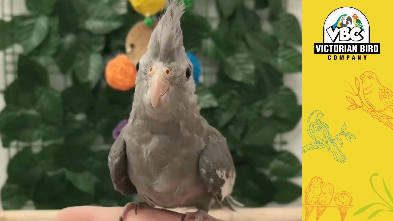 Current Hand Reared Parrots | Victorian Bird Co Ferntree Gully | 12/03/26