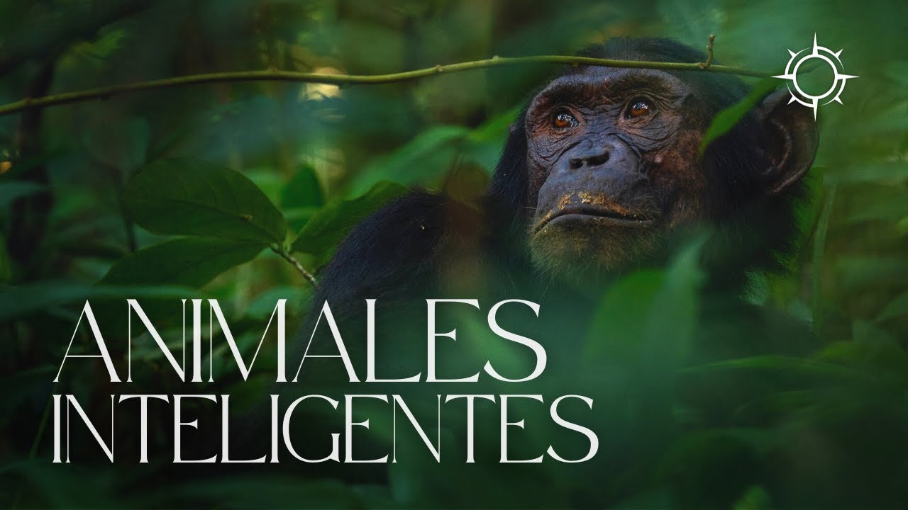 ¿Chimpanzés: Inteligencia o azar? I Mundo Animal | Orígenes