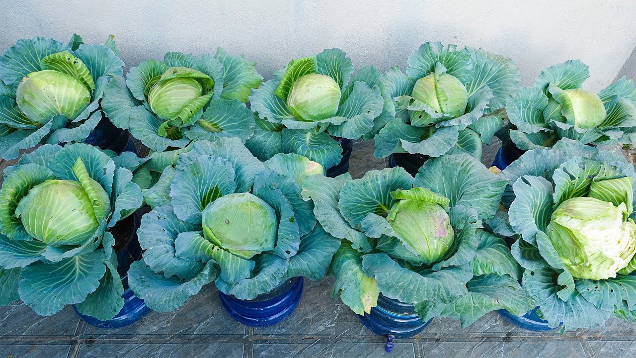 Want to Grow Green Cabbage at Home with Zero Effort?