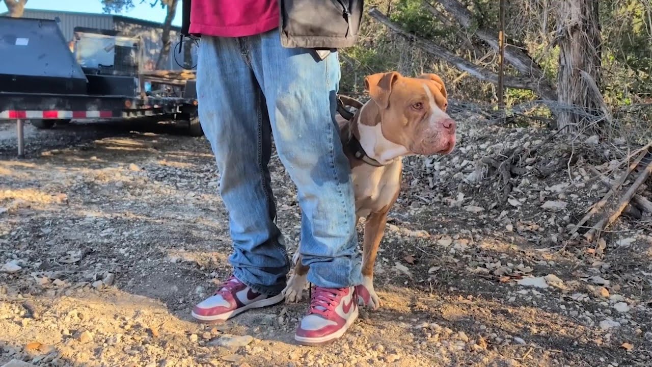 ‘It looked like he got hit by a car’: Helotes dog returns home with mysterious injuries