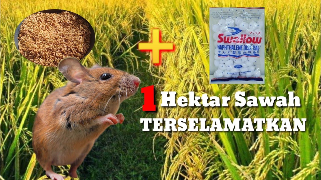 Coba dengan racikan ini❗ membasmi tikus dalam 1 hektar❗Part 2