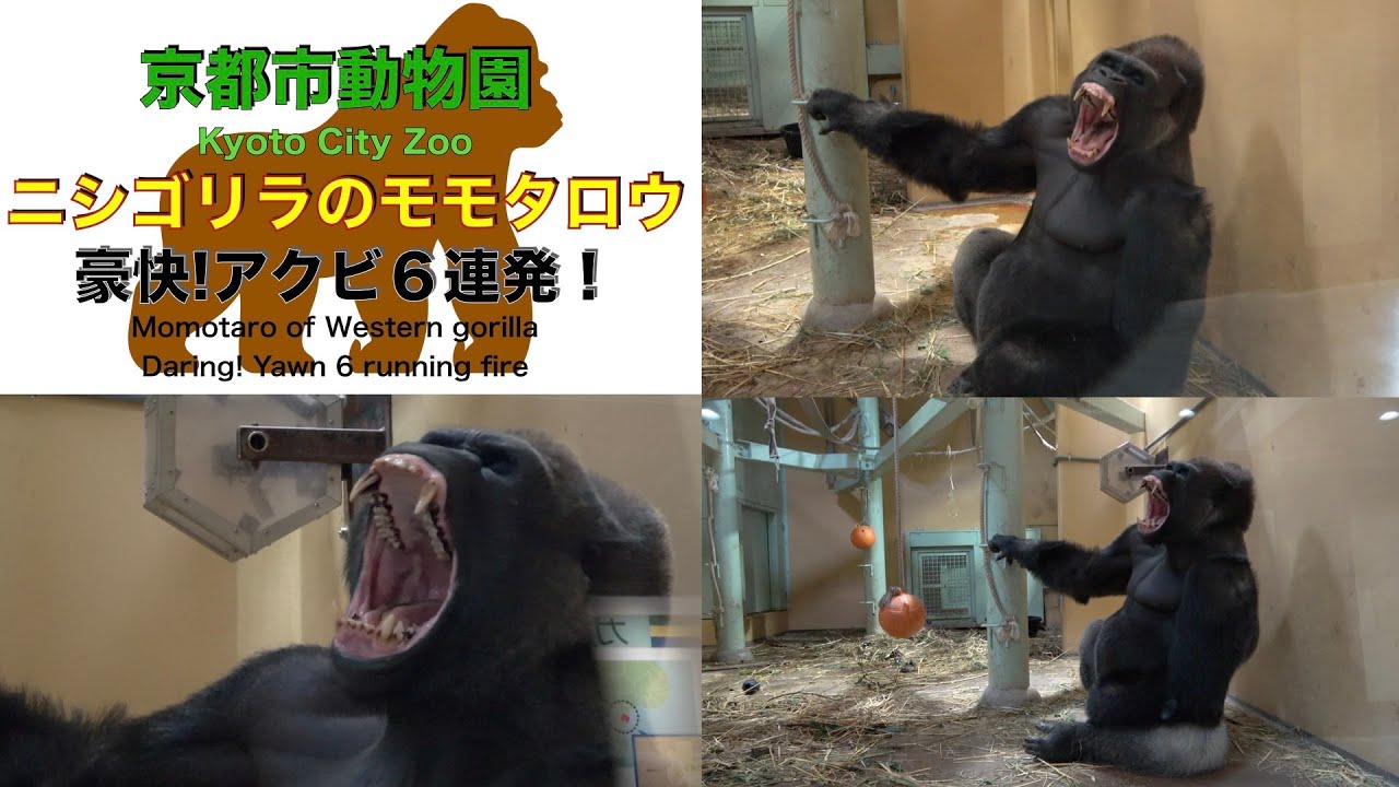 京都市動物園・ニシゴリラのモモタロウ・豪快！アクビ６連発！（Momotaro of Western gorilla. Daring!  Yawn 6 running fire!）