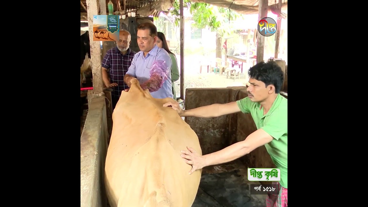 DEEPTO KRISHI l গাভীর প্রেগ্নেন্সি টেস্ট l Deepto tv