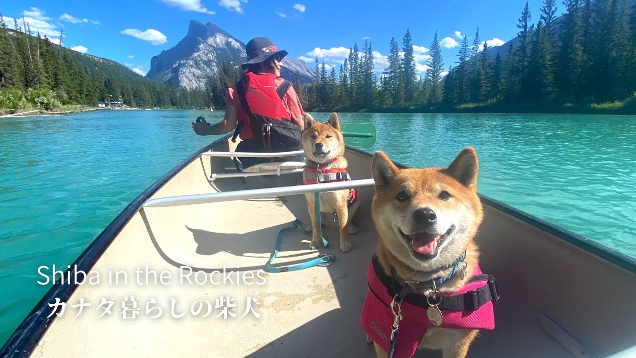 柴犬ソラのカヌーデビュー！カナダの大自然を全身で感じる癒しの時間でした。【4K】