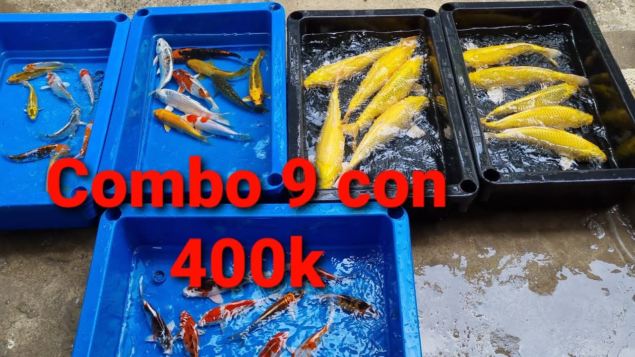 Cá Koi theo từng Combo 9 con đủ các màu | DiamondDa