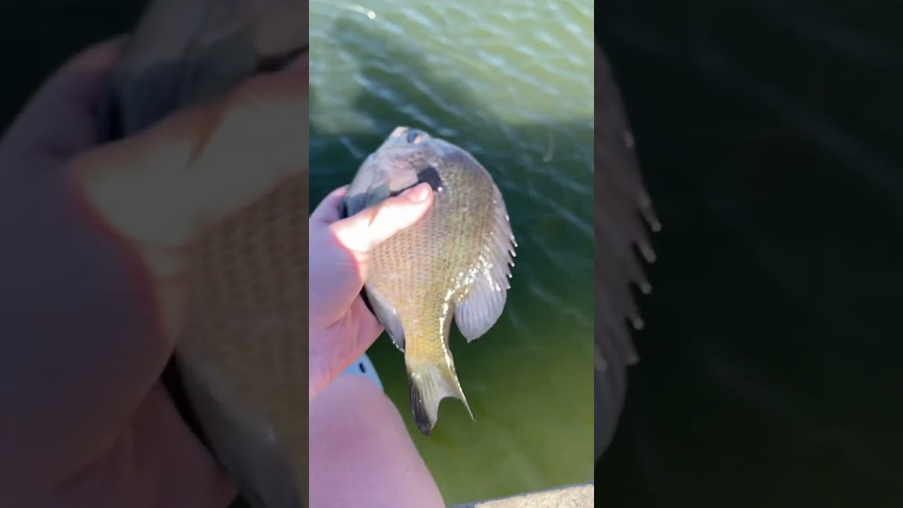 Huge bluegill 🎣 