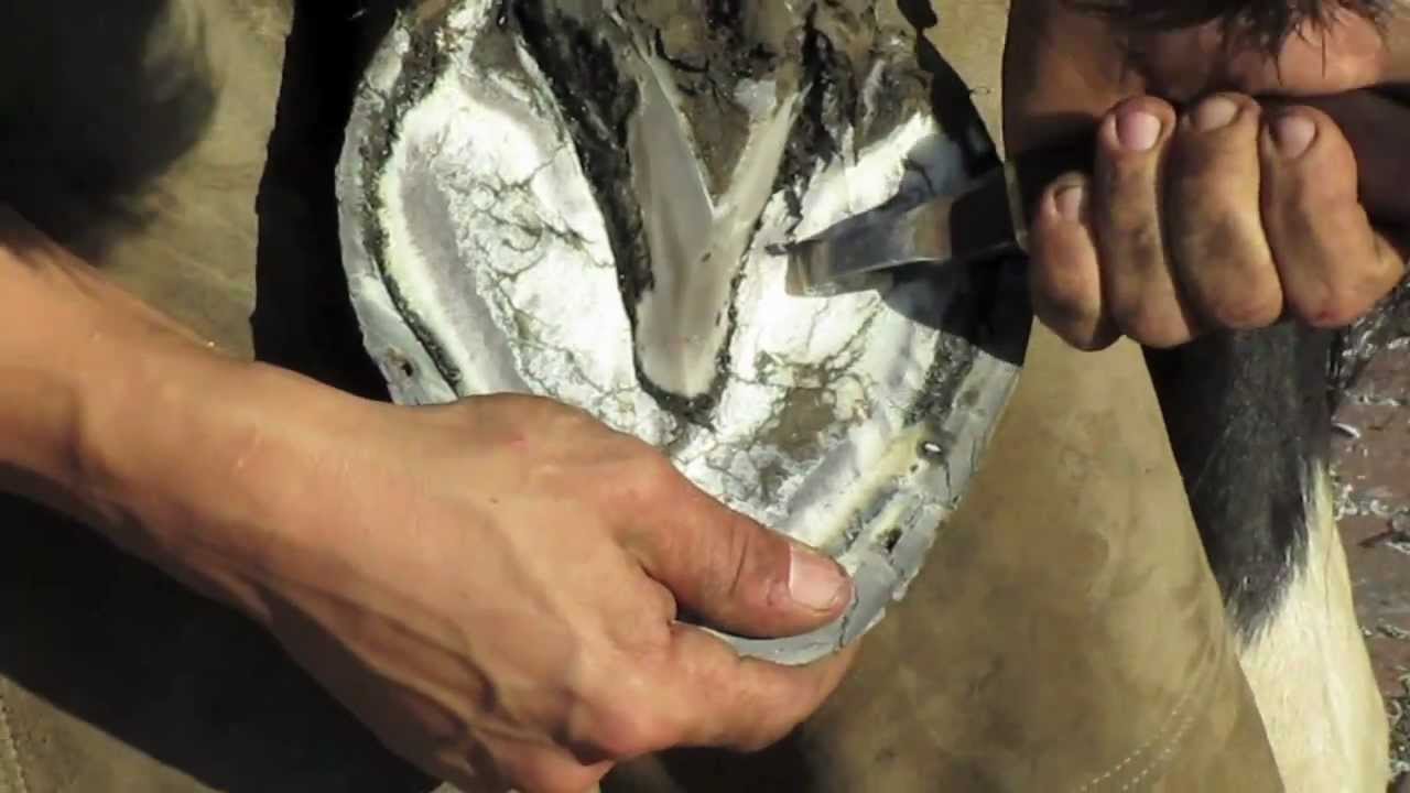 Farrier / Blacksmith Hot re-shoe how Its done in HD