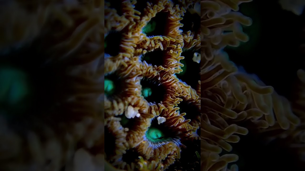 Favia Coral