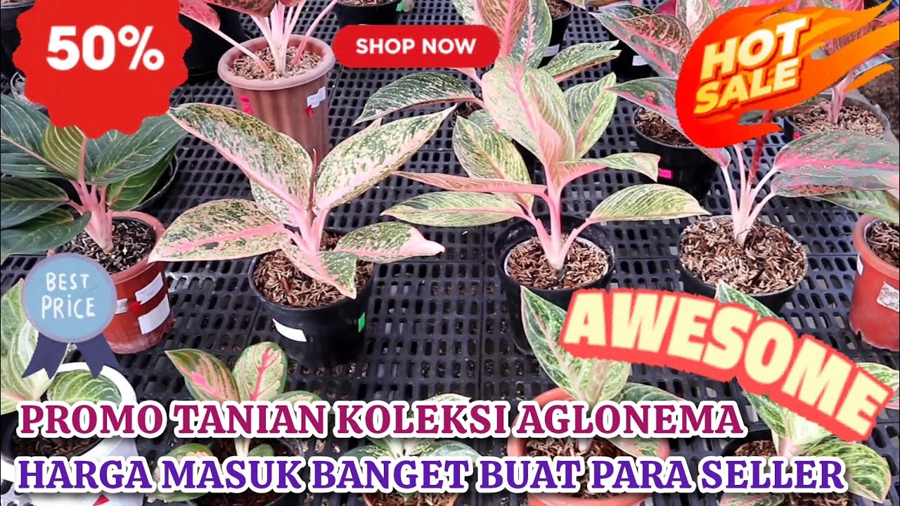 PROMO TANIAN KOLEKSI AGLONEMA. SEMUA HARGANYA MASUK BANGET BUAT PARA SELLER. YUK BORONG!!! Eps 1569