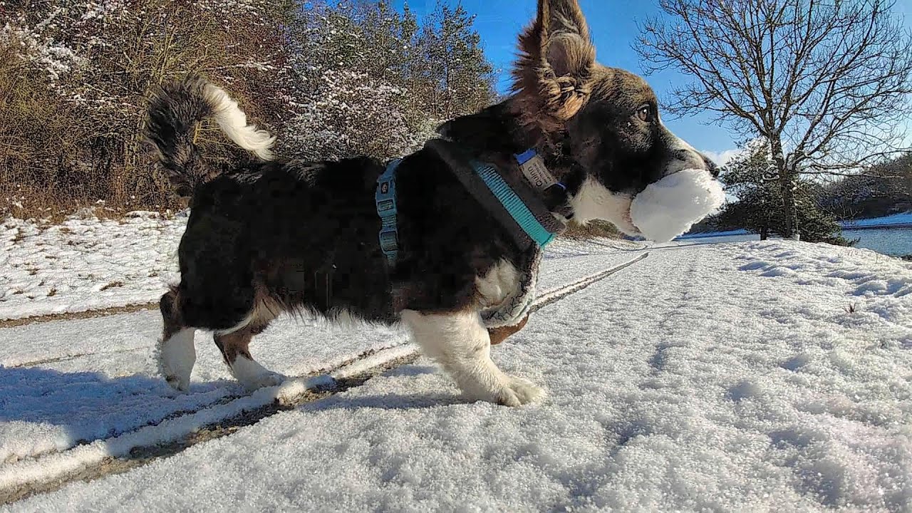 Winterwandern mit den Hunden im Frankenland