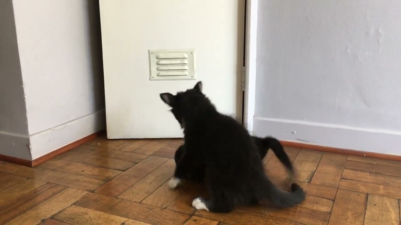 we just found this old video of our kitties