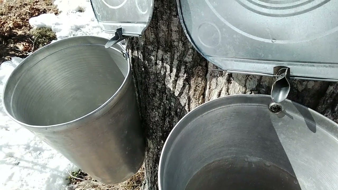 Sounds of Sap