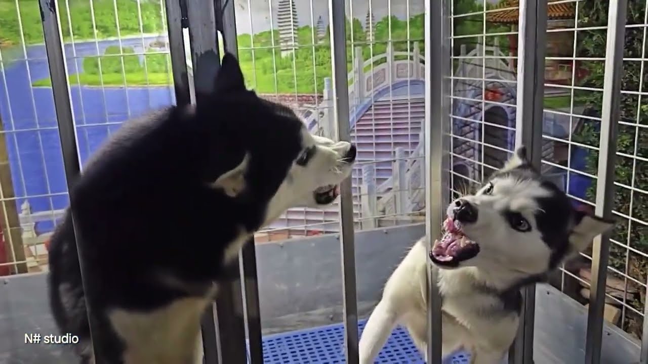 CUTE HUSKY BARKING COMPILATION 😍 💙! HUSKY BARKING LOUD SOUND