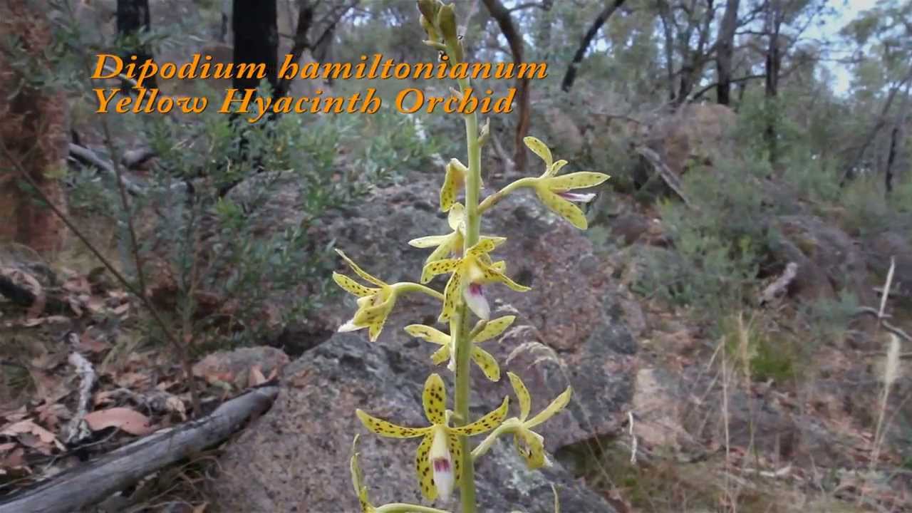 A Few Victorian Orchids - Australian Native Orchids