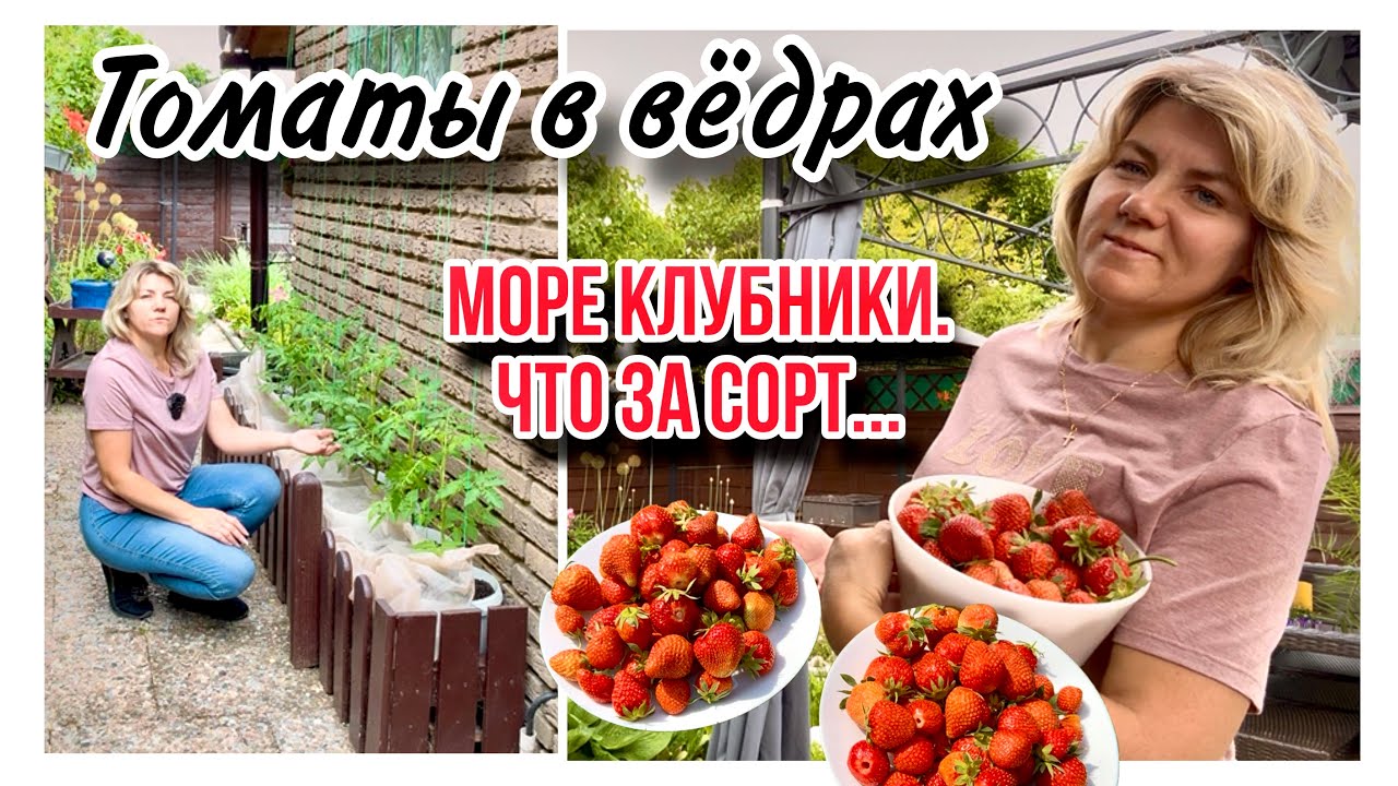 Как ухаживать за ТОМАТАМИ в вёдрах / Лучший СОРТ Клубники / Не удержалась