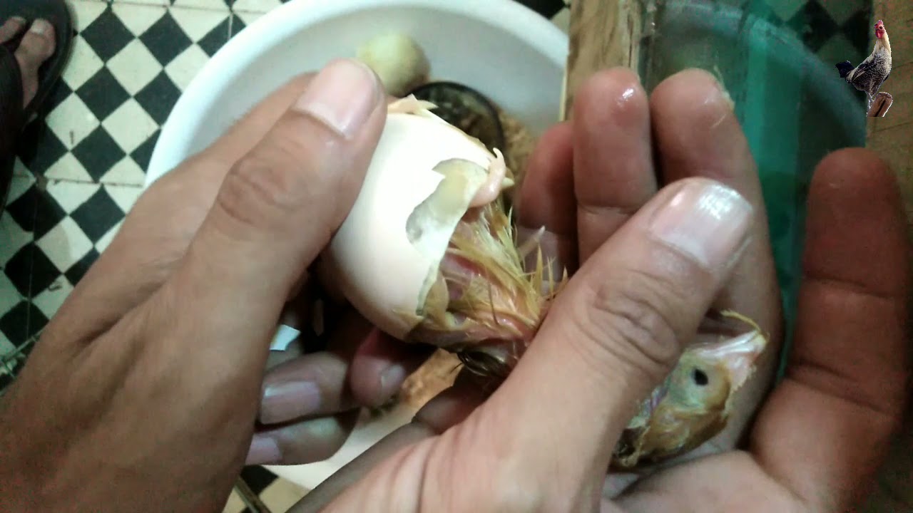 مساعدة كتكوت في الخروج من البيضة🐣🐣