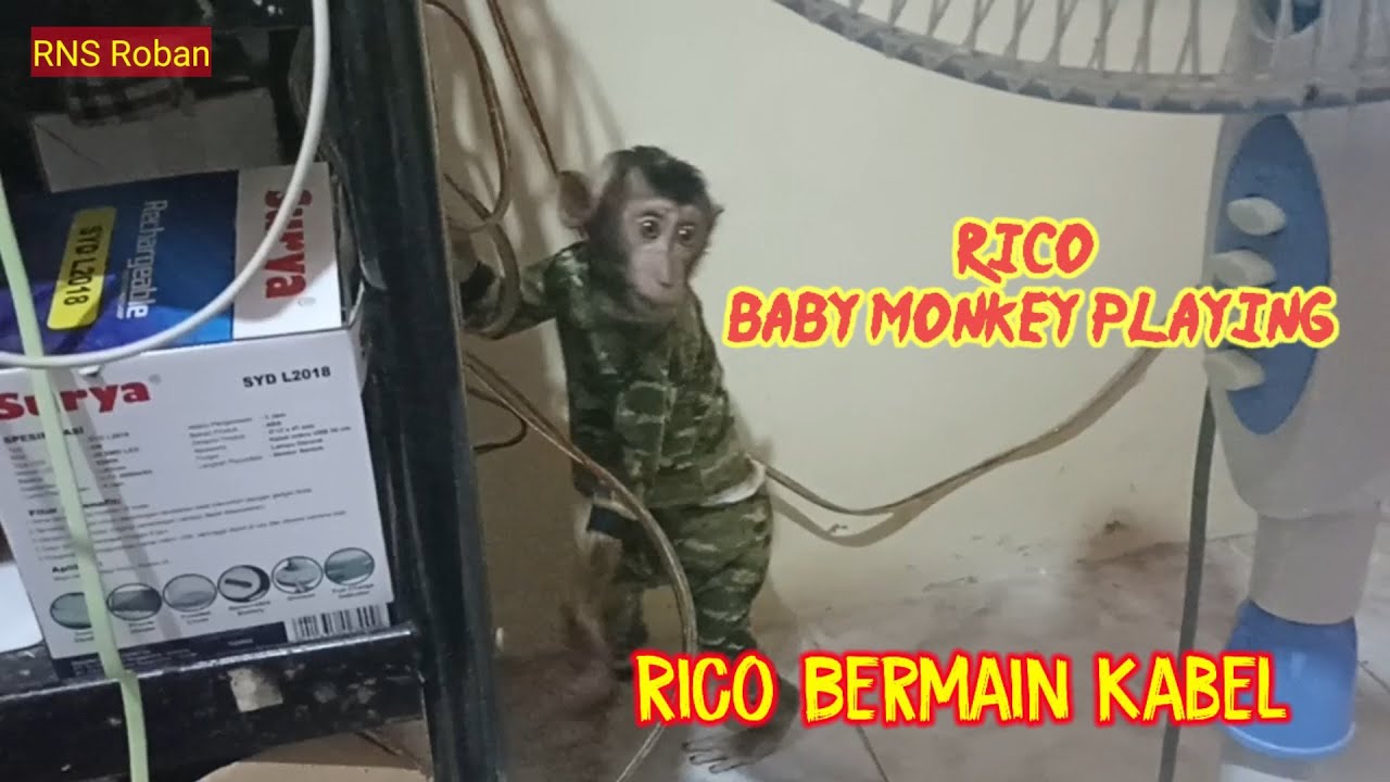Rico baby monkey playing‼️#monkey #monyet #beruk #babymonkey #primate #monpai @Babymonkey1