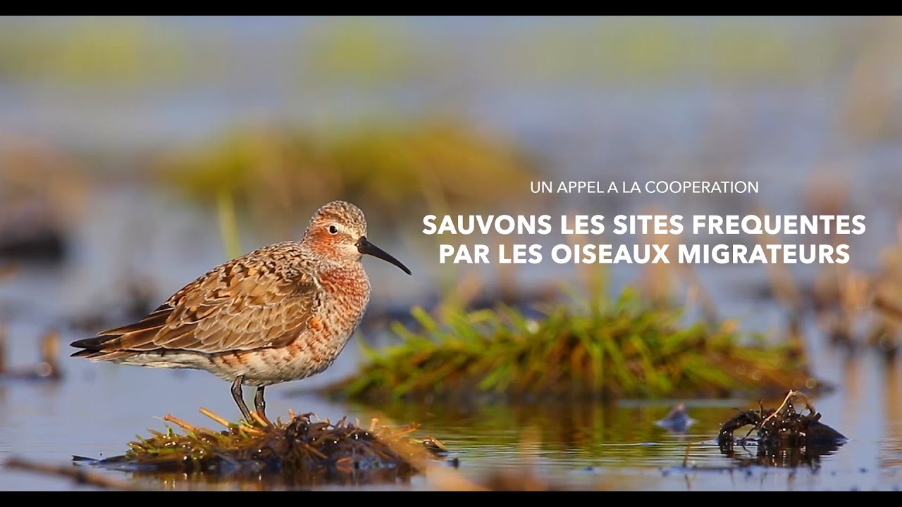 Un appel à la coopération :  Sauvons les sites  fréquentés par les oiseaux migrateurs