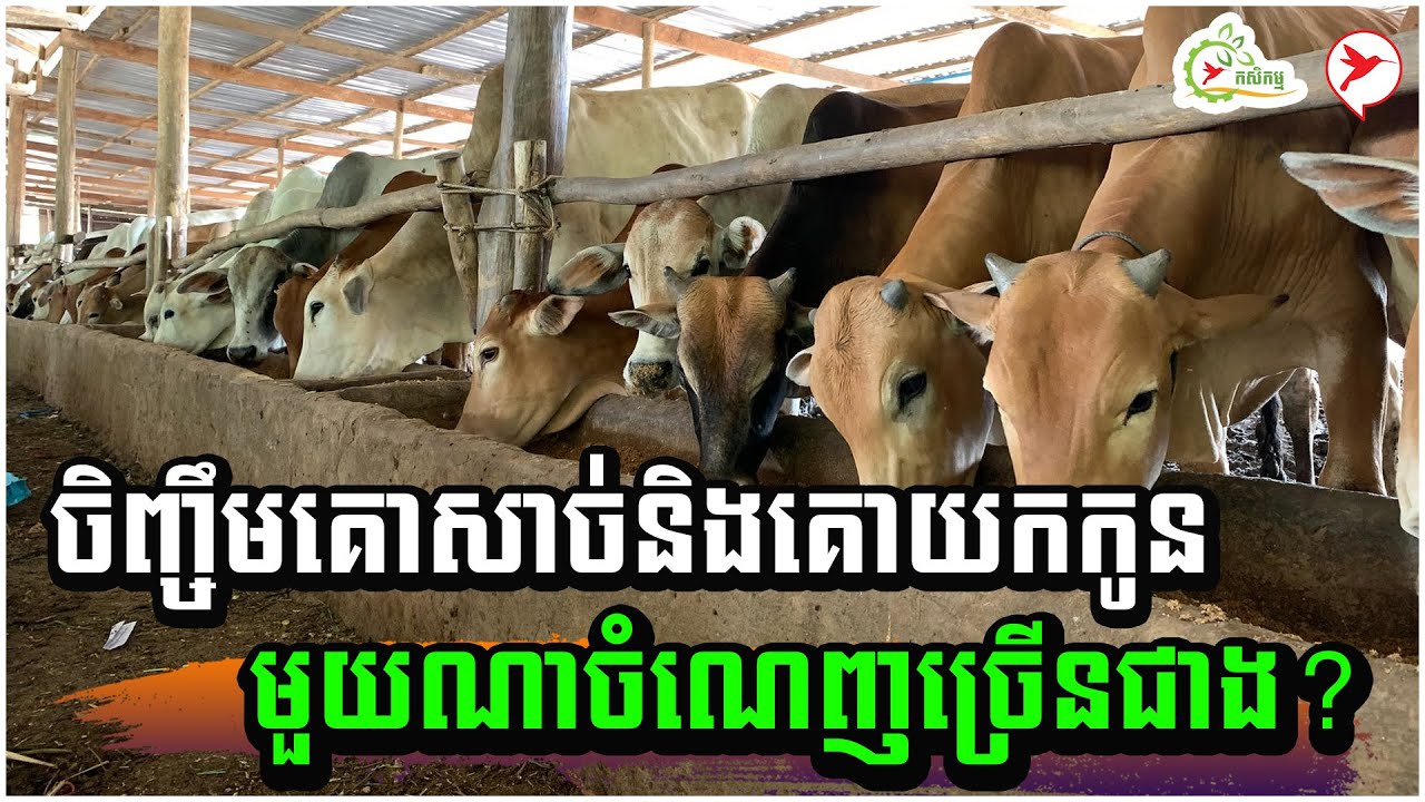 ចិញ្ចឹមគោសាច់និងគោយកកូន មួយណាចំណេញច្រើនជាង? | កម្មវិធីកសិកម្ម