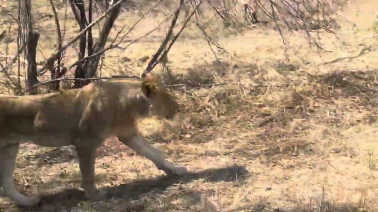 Lion Pride pass by safari vehicle Moremi Game Reserve Botswana.