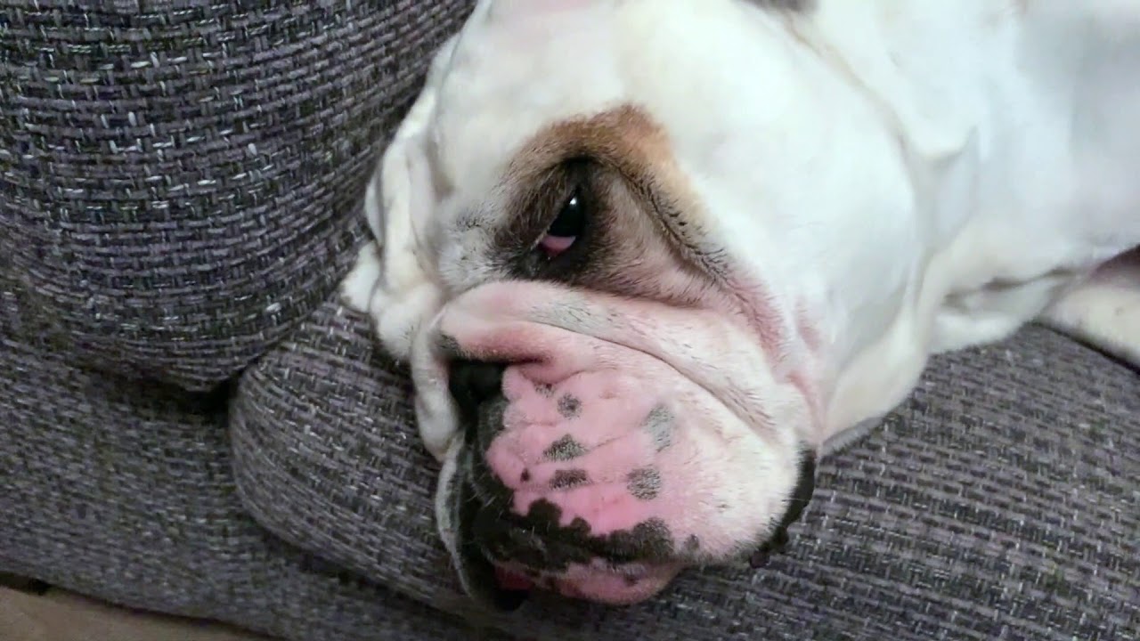 Lincoln's Mamma finds a miracle spray *NO MORE YEAST* | ENGLISH BULLDOG