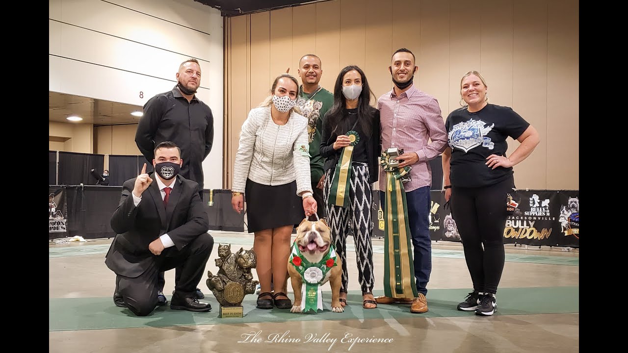 Jacksonville Bully Showdown 2020 - American Bully Grand Champs (Bleu, Zero, Sampson, Madden, & Tiny)