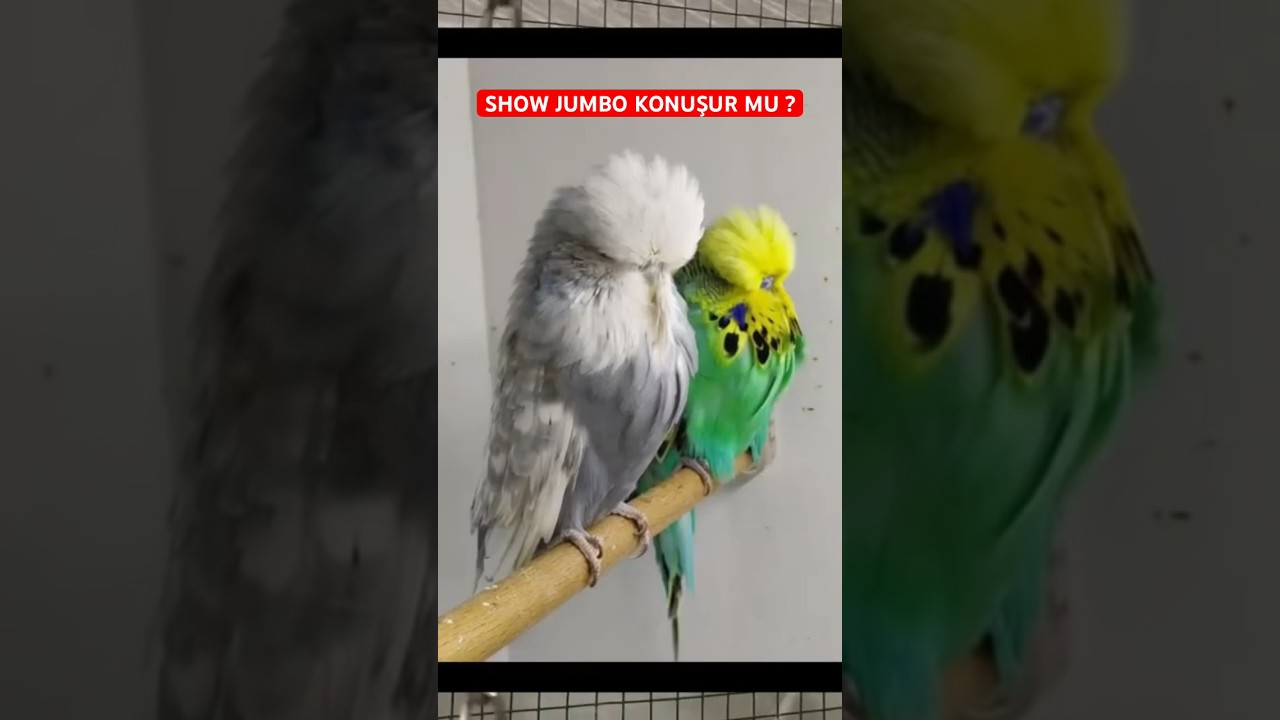 Show Jumbo Muhabbet Kuşları konuşur mu ? #showjumbo #budgie #muhabbetkuşu