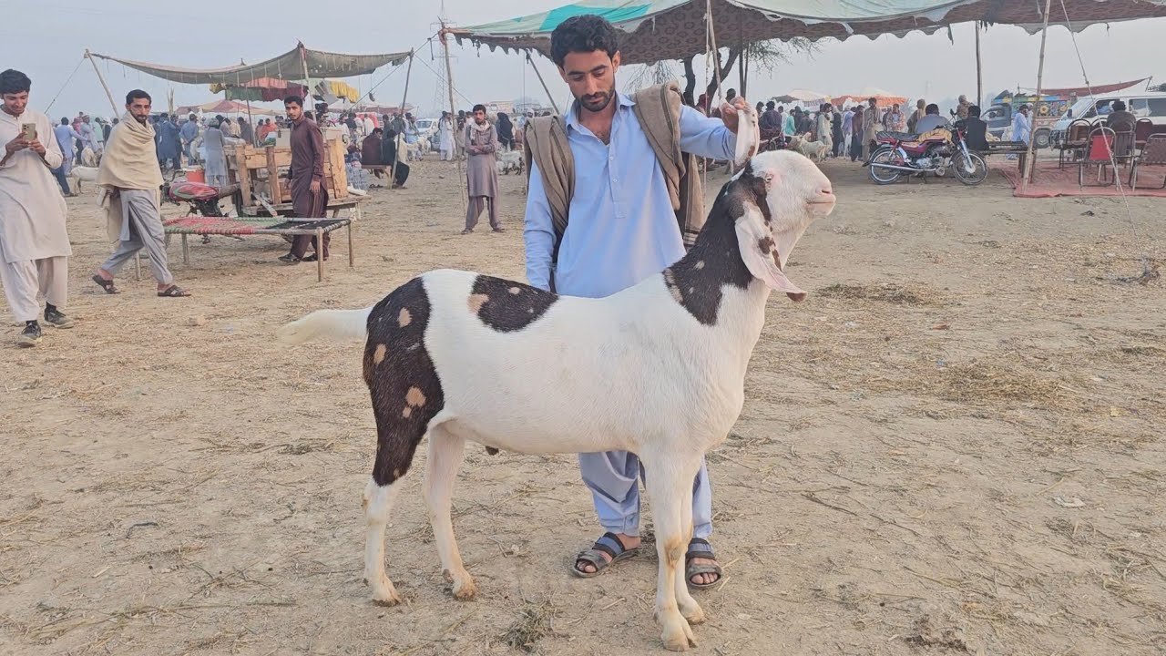 محمد پور بکرا منڈی رل گئی دو تاریخ 2026 کی وپاری پریشان 😭