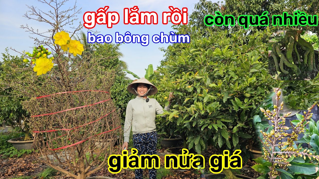 🌲29/1☎️Vườn mai ÚT Phương☎️giảo Thủ đức rin🌲giảm giá siêu mềm🌲Xả gấp nguyên vườn 