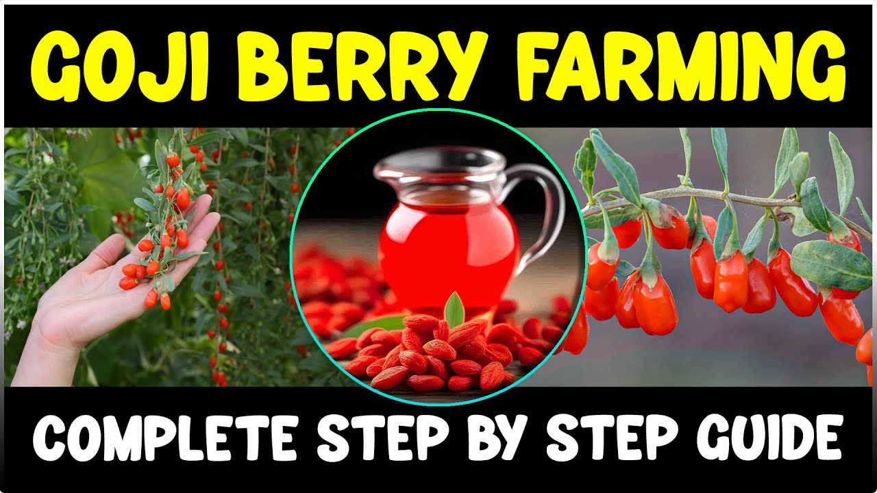 GOJI BERRY FARMING - Complete Step by Step Guide