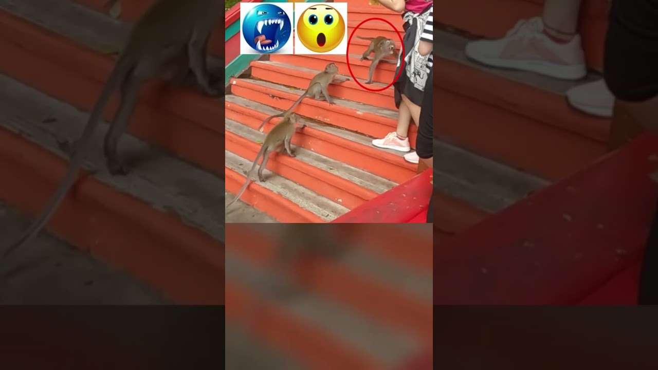 Playful Monkeys Turn Violent