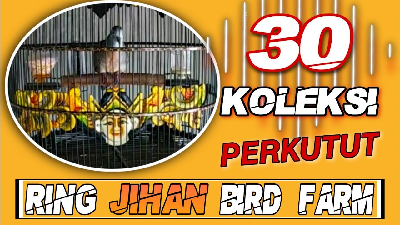 30 SUARA PERKUTUT RING JIHAN BIRD FARM PASURUAN