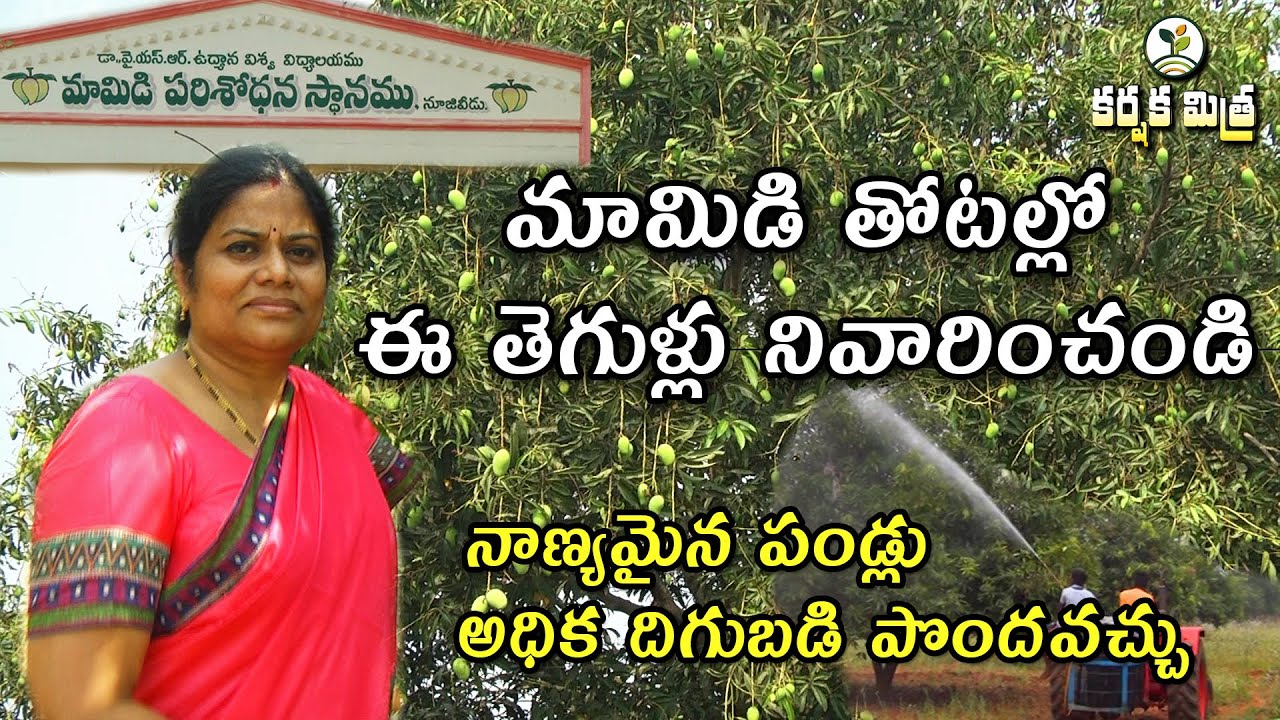 మామిడి తోటల్లో తెగుళ్లను సకాలంలో నివారించండి || నాణ్యమైన అధిక దిగుబడిని పొందవచ్చు ||  Karshaka Mitra