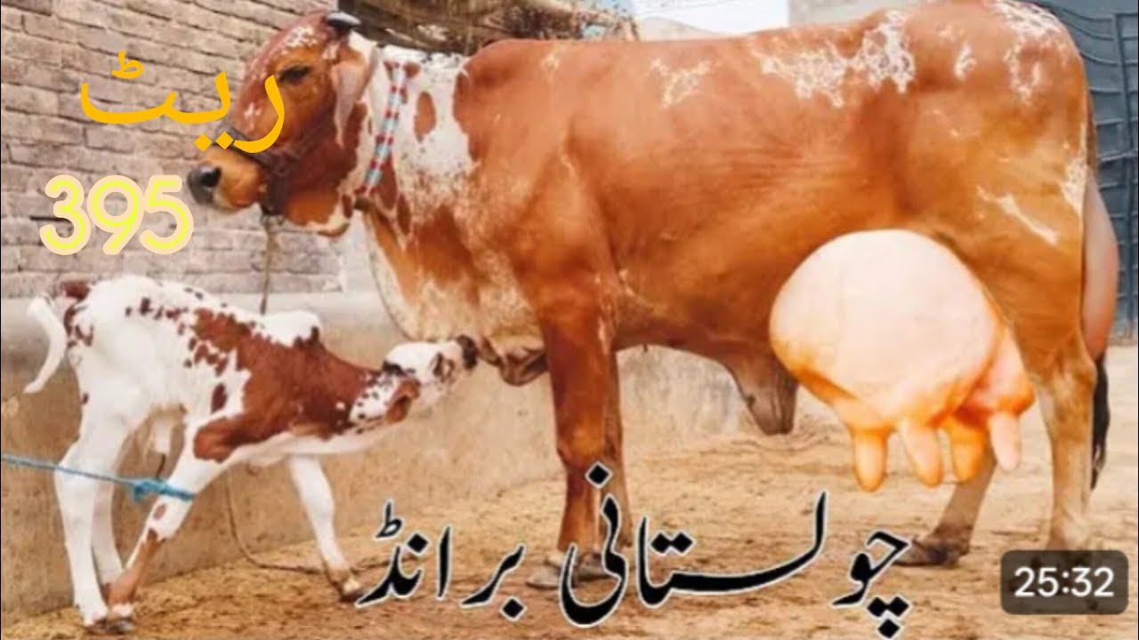 جوڑا تے مل بڑا تھوڑافون 03067684474تاریخ24/1/2026