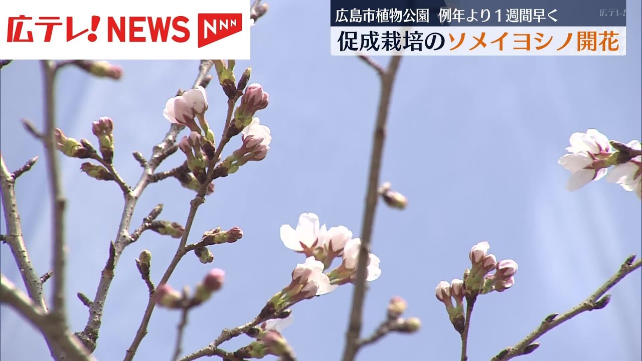 春の訪れ告げるソメイヨシノ開花　広島市の植物公園で