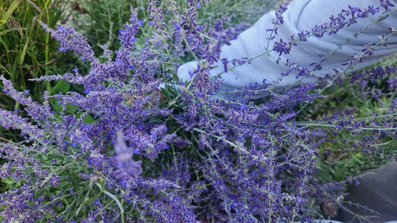 Russian sage.